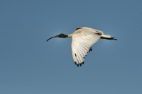 Ibis australsky - Threskiornis moluccus - Australian Ibis 8845